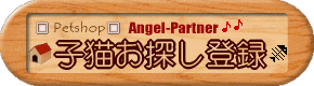 アビシニアンのブリーダー直販 猫専門ペットショップAngel-Partner 子猫お探し登録
