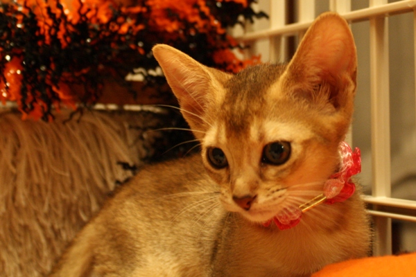 アビシニアンの子猫