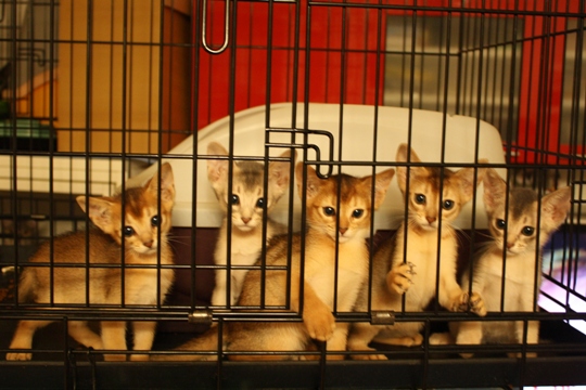 アビシニアンの子猫