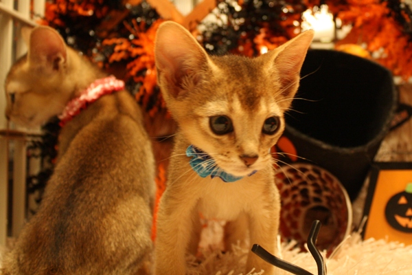 アビシニアンの子猫