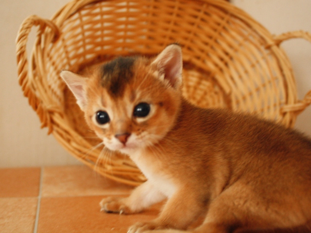 アビシニアンの子猫