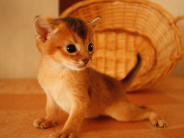 アビシニアンの子猫