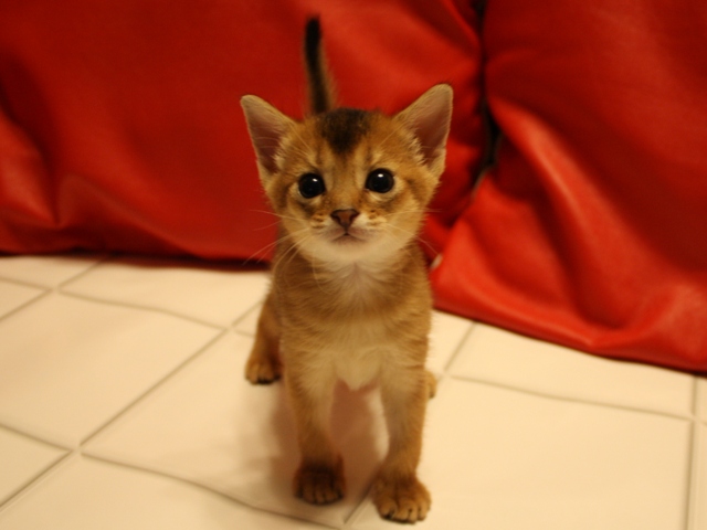 アビシニアンの子猫