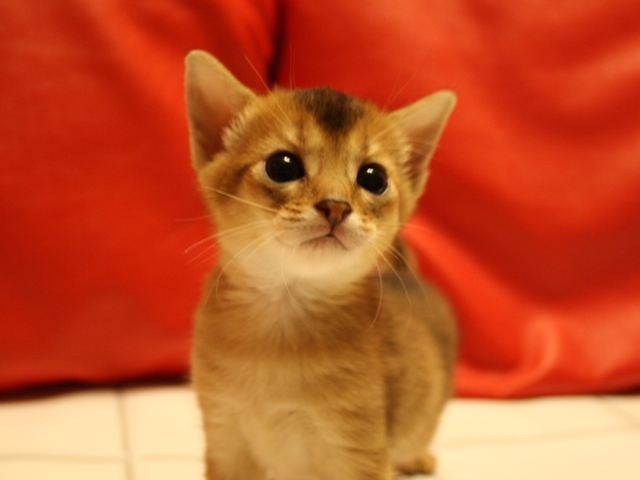 アビシニアンの子猫