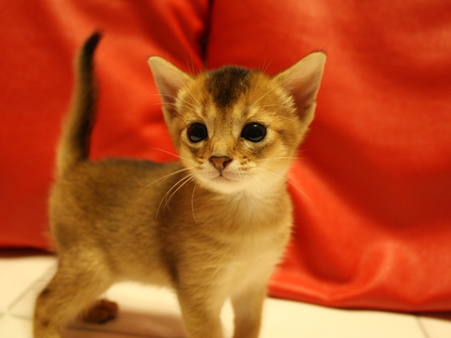 アビシニアンの子猫