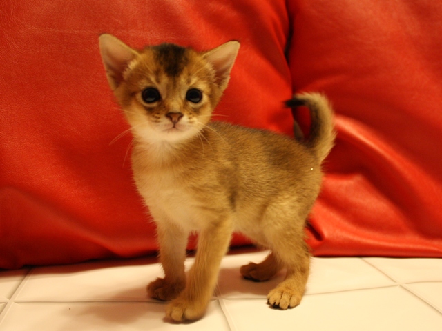 アビシニアンの子猫