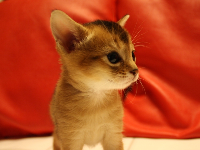 アビシニアンの子猫