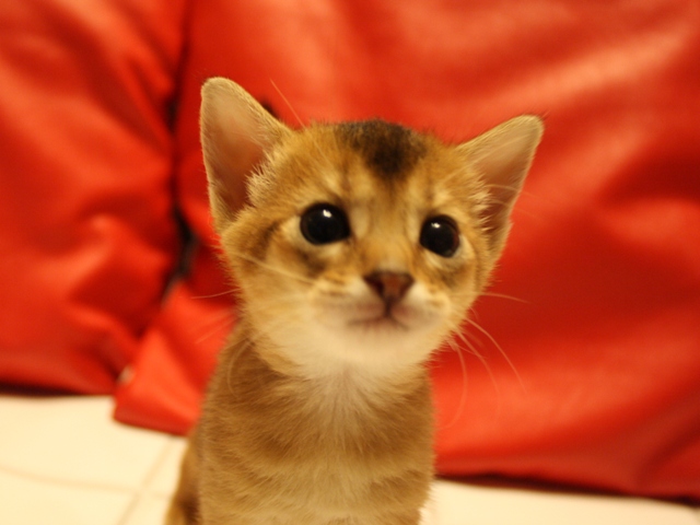 アビシニアンの子猫