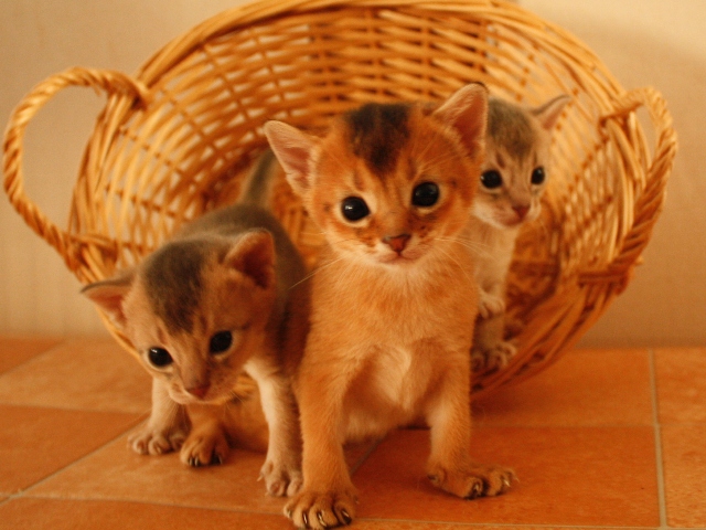 アビシニアンの子猫