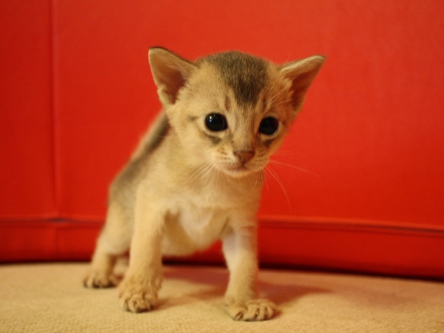アビシニアンの子猫