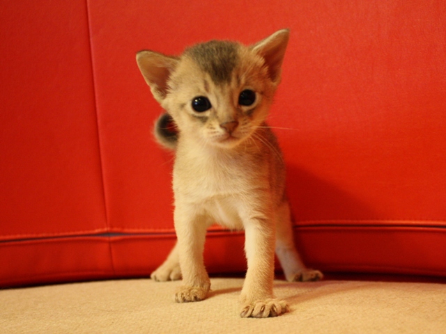 アビシニアンの子猫