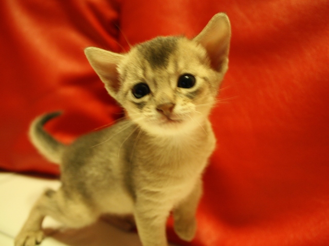 アビシニアンの子猫
