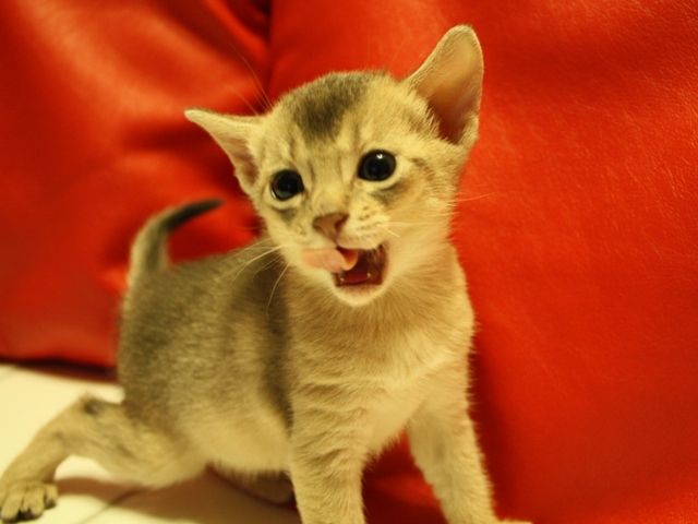 アビシニアンの子猫