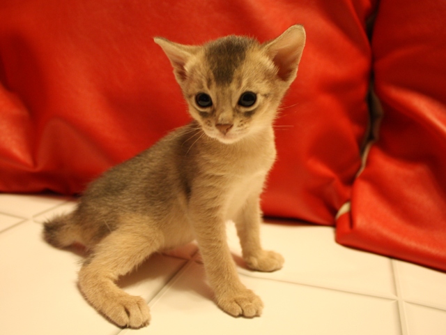 アビシニアンの子猫