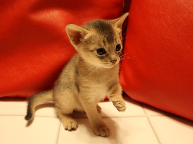 アビシニアンの子猫
