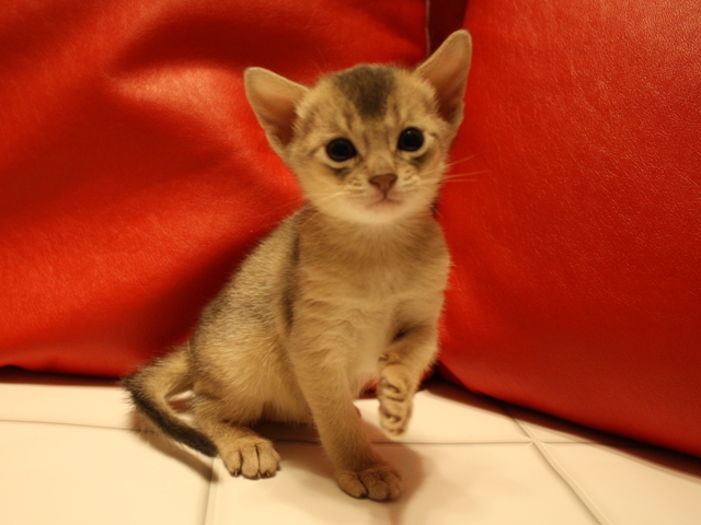 アビシニアンの子猫