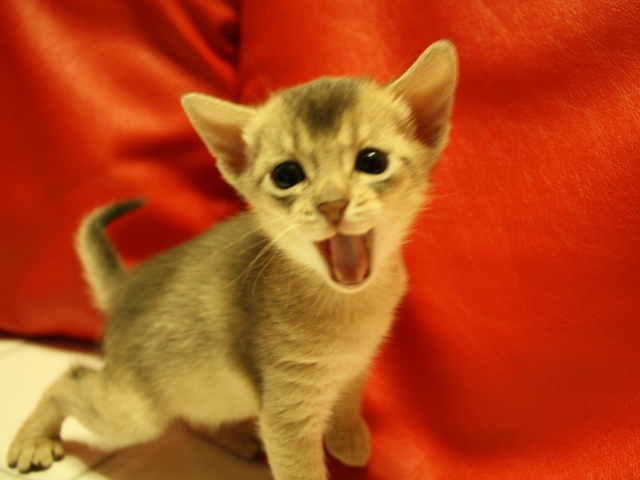 アビシニアンの子猫