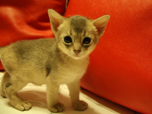アビシニアンの子猫