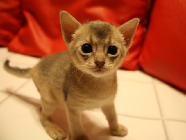 アビシニアンの子猫