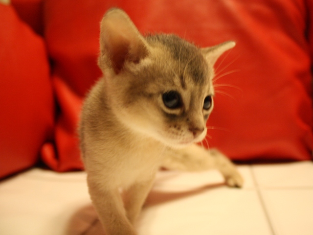 アビシニアンの子猫