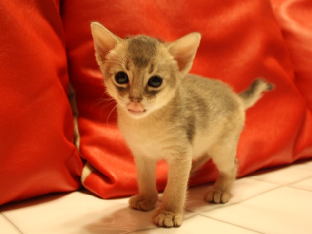 アビシニアンの子猫