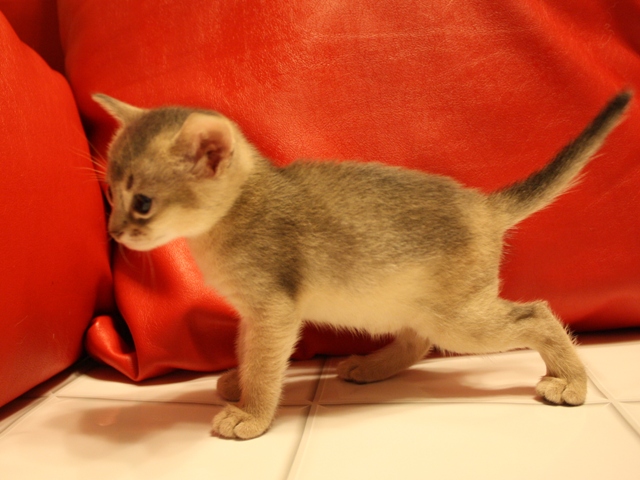 アビシニアンの子猫