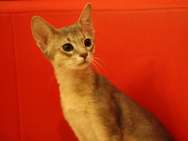アビシニアンの子猫