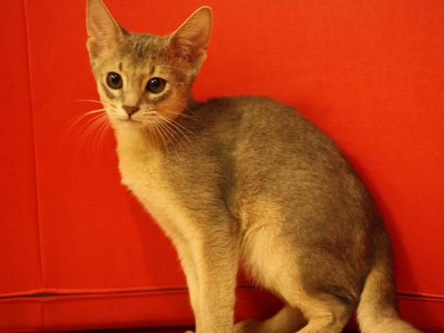 アビシニアンの子猫
