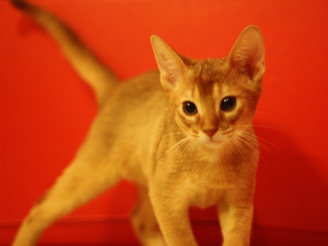 アビシニアンの子猫