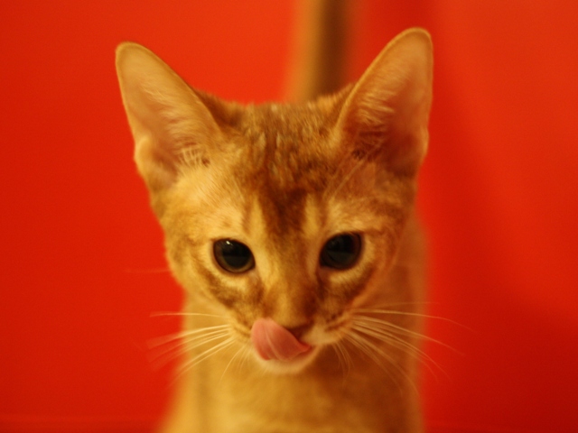 アビシニアンの子猫