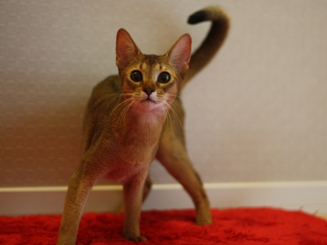 アビシニアンの子猫画像