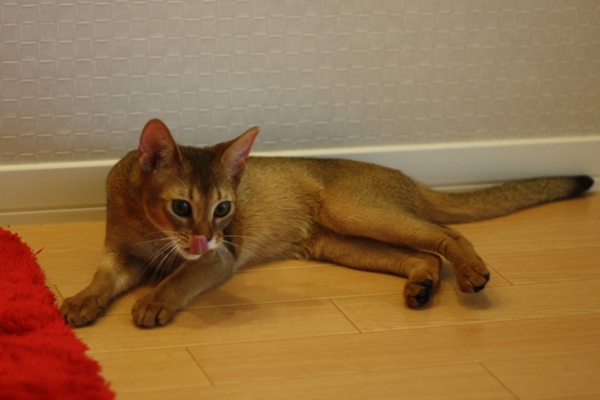アビシニアンの子猫画像