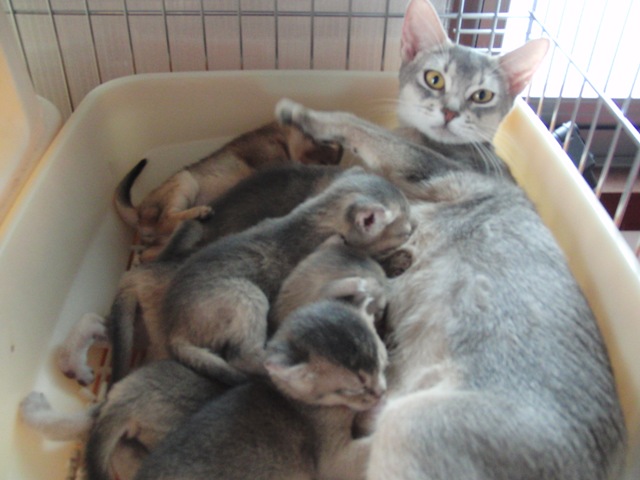 アビシニアンの子猫