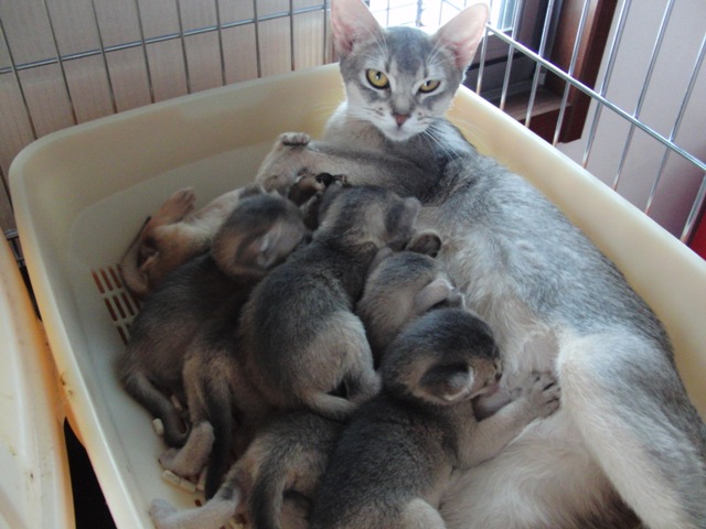 アビシニアンの子猫