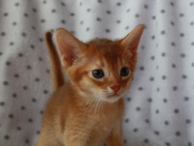 アビシニアンの子猫