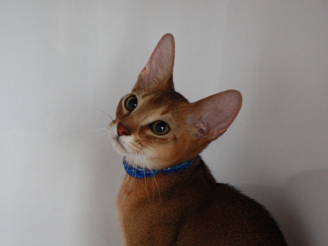 アビシニアンの子猫