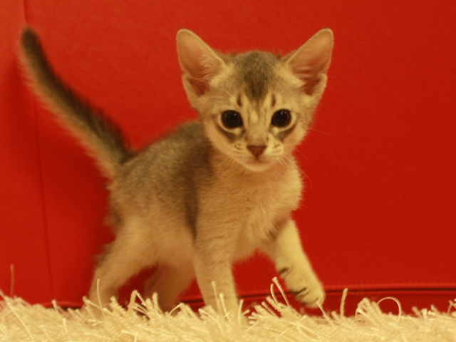 アビシニアンの子猫
