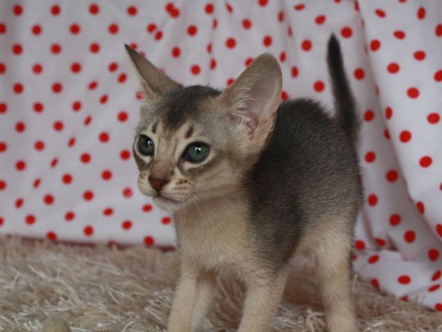 アビシニアンの子猫