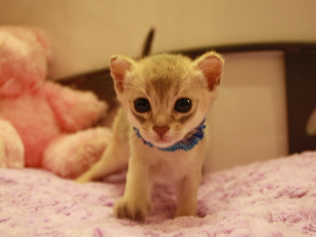 アビシニアンの子猫