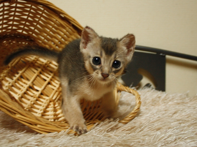 アビシニアンの子猫