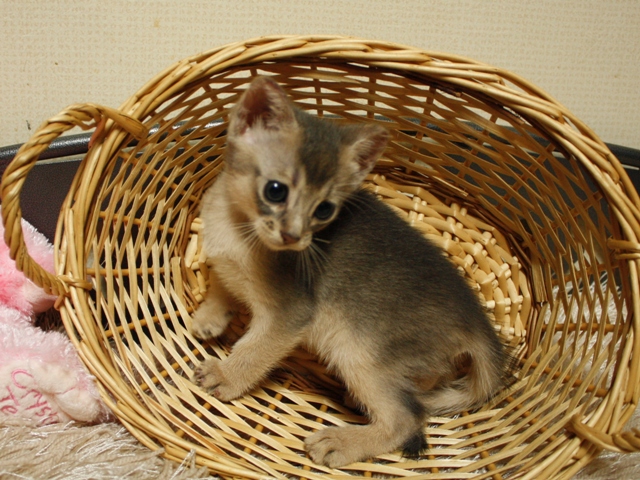 アビシニアンの子猫