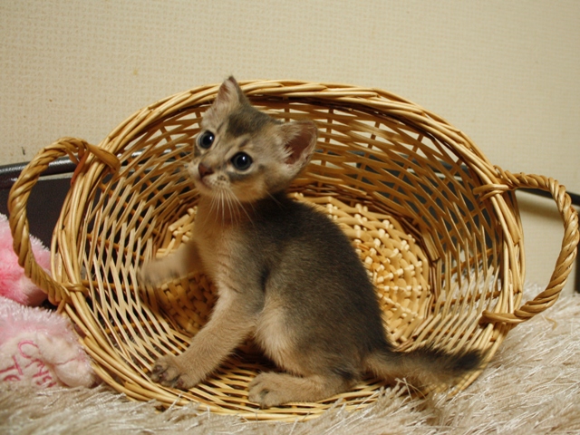 アビシニアンの子猫