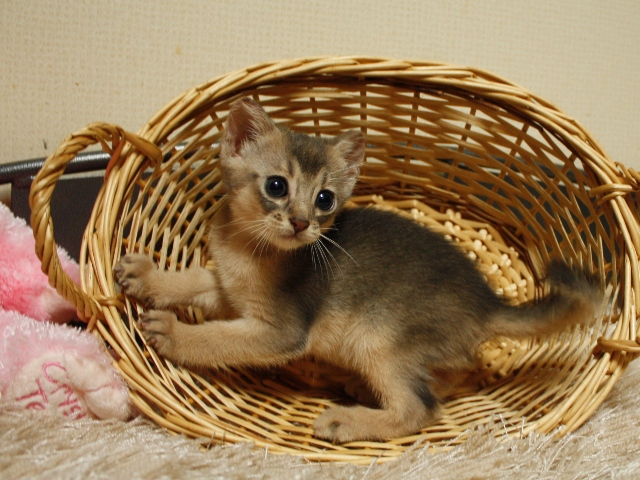 アビシニアンの子猫
