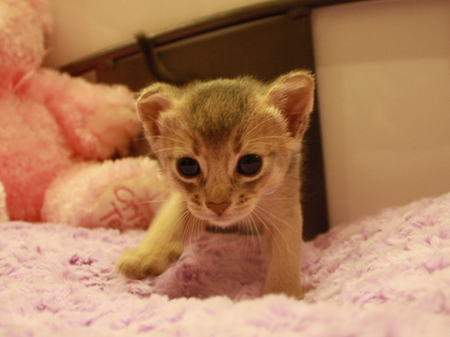 アビシニアンの子猫