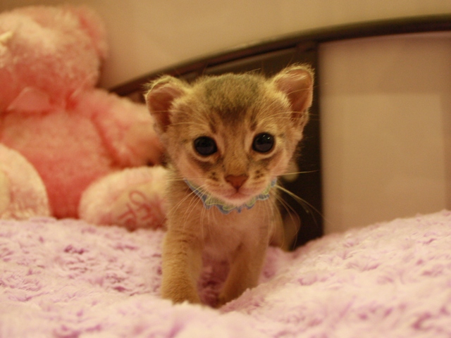 アビシニアンの子猫