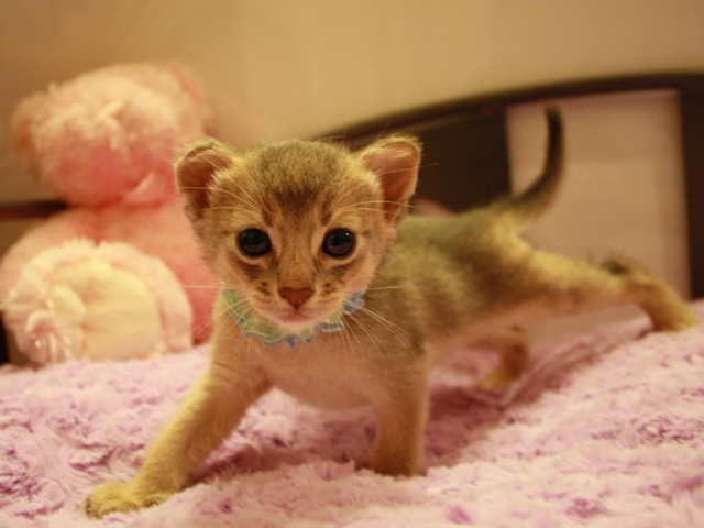 アビシニアンの子猫