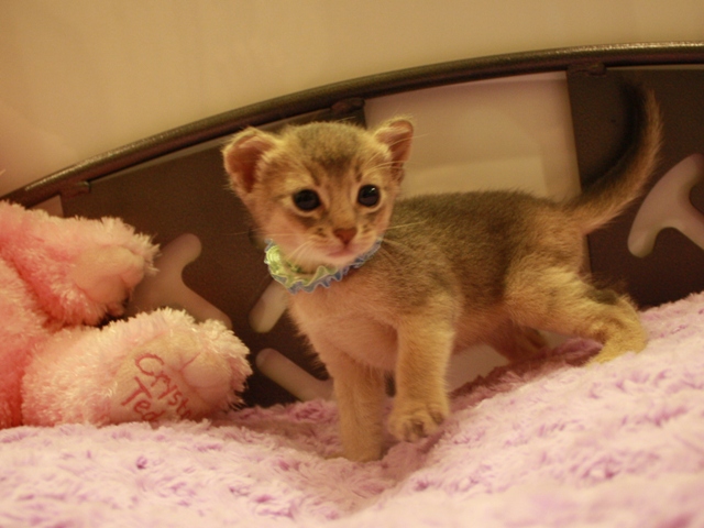 アビシニアンの子猫