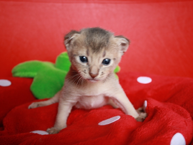 アビシニアンの子猫