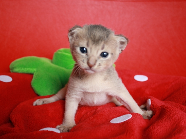 アビシニアンの子猫
