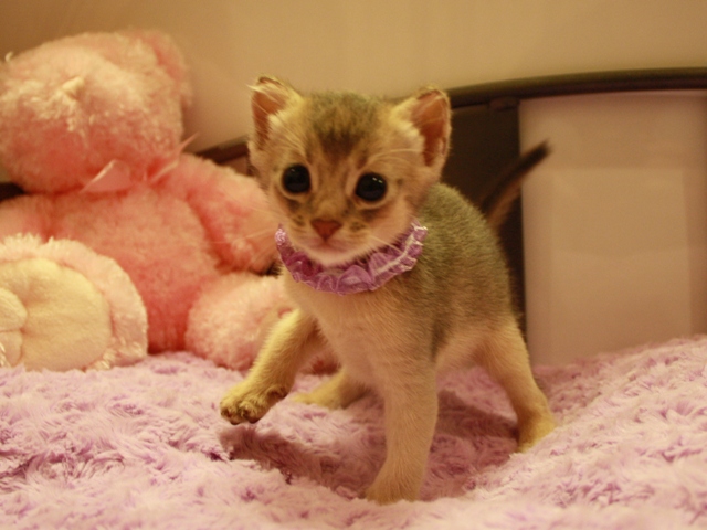 アビシニアンの子猫